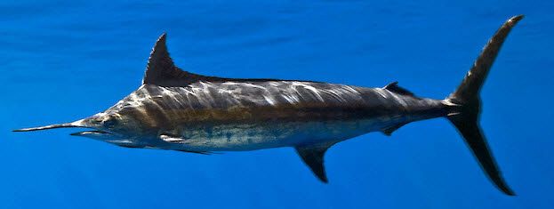 Makaira nigricans_05.jpg